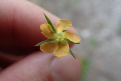 Hypericum drummondii