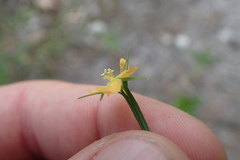 Hypericum drummondii