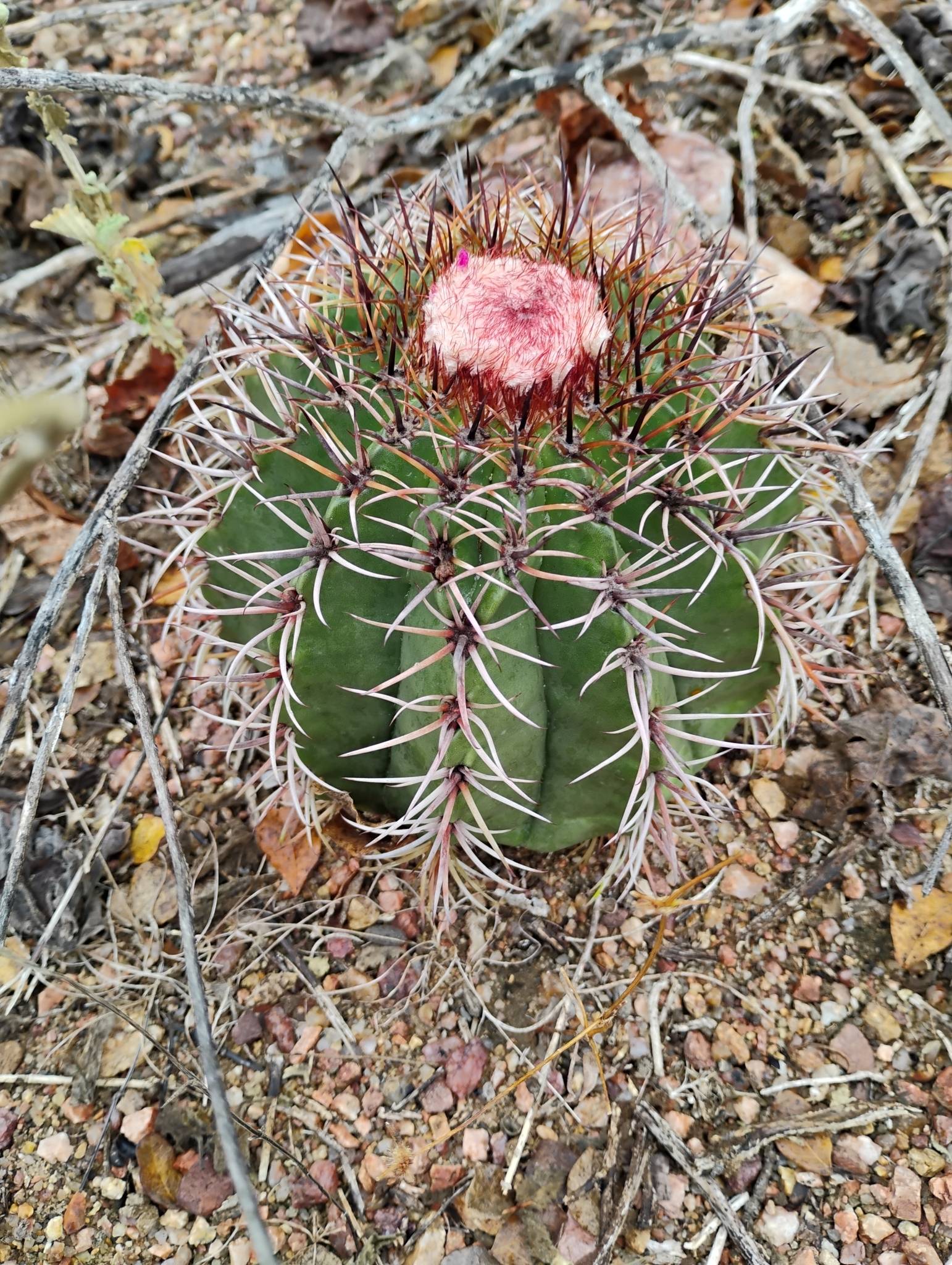 Melocactus zehntneri