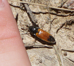 Ampedus apicatus