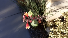 Hesperaloe parviflora