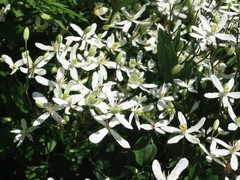 Clematis terniflora mandshurica