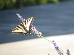 Papilio rutulus