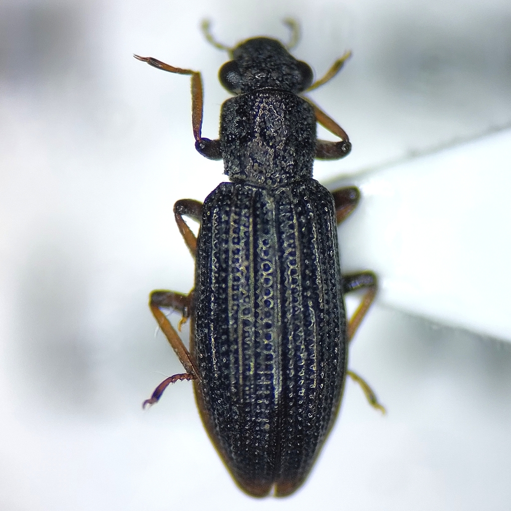 Hydrochus elongatus