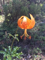 Lilium humboldtii humboldtii