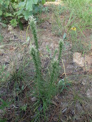Liatris bridgesii