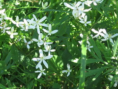 Clematis terniflora mandshurica