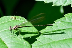 Argia tibialis