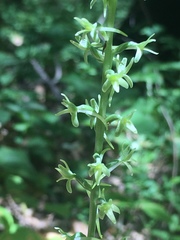 Piperia