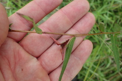 Ludwigia hirtella