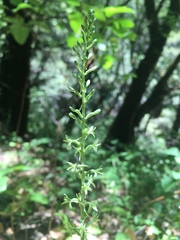 Piperia