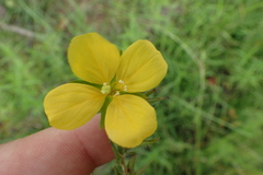 Ludwigia hirtella
