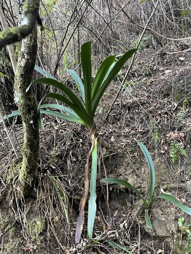 Clivia caulescens, photograph 2