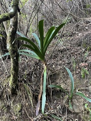 (c) katuchka, some rights reserved (CC BY) Clivia caulescens, photograph (c) katuchka, some rights reserved (CC BY)
