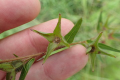 Ludwigia hirtella