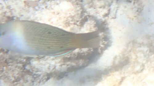 Blackeye Thicklip (Hemigymnus melapterus)