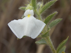 Pombalia calceolaria