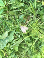 Phryganidia californica