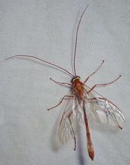 Enicospilus americanus-complex