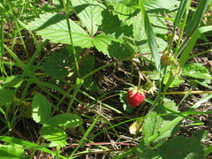 Fragaria orientalis