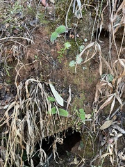 katuchka, CC BY, iNaturalist via GBIF Streptocarpus roseoalbus, photograph katuchka, CC BY, iNaturalist via GBIF
