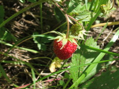Fragaria orientalis