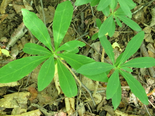 Daphne kamtschatica