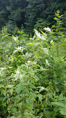 Pycnanthemum incanum