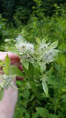Pycnanthemum incanum