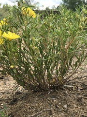 Oenothera serrulata