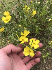Oenothera serrulata