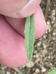 Oenothera serrulata