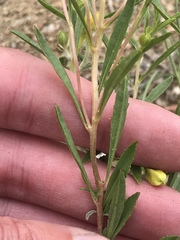 Oenothera serrulata
