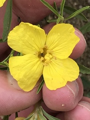 Oenothera serrulata