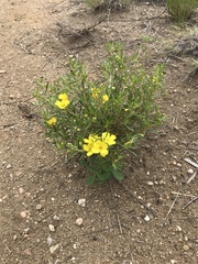 Oenothera serrulata