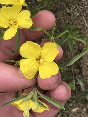 Oenothera serrulata