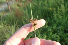 Rhynchospora recognita