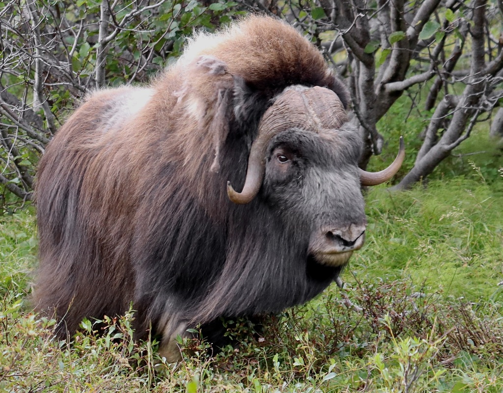 Ovibos moschatus, Nome Census Area, AK, USA, by kevinemetcalf