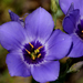 Showy Prairie Gentian - Photo (c) Steven Mlodinow, some rights reserved (CC BY-NC), uploaded by Steven Mlodinow