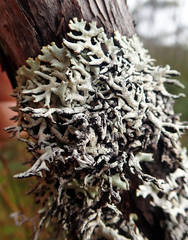 Hypogymnia subphysodes