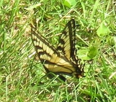 Papilio canadensis