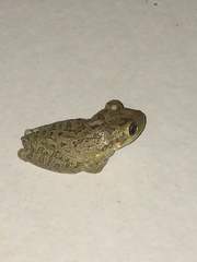 Osteopilus septentrionalis