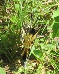 Papilio canadensis