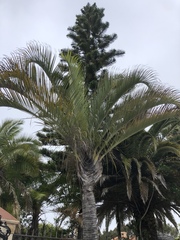 Dypsis decaryi