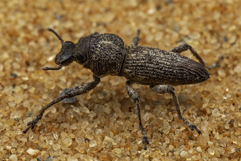 Leptostethus anatirostris