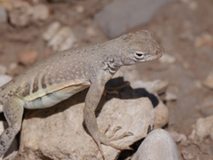 Cophosaurus texanus scitulus