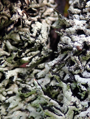 Hypogymnia subphysodes