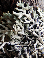 Hypogymnia subphysodes