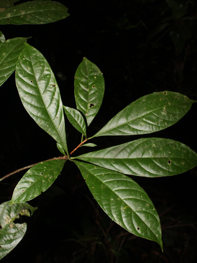 Sideroxylon contrerasii