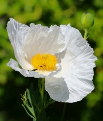 Romneya coulteri